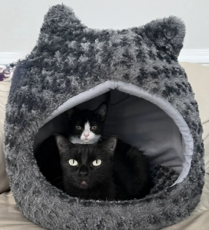 Two black and white cats resting inside a gray, fluffy cat house shaped like a bear's head.