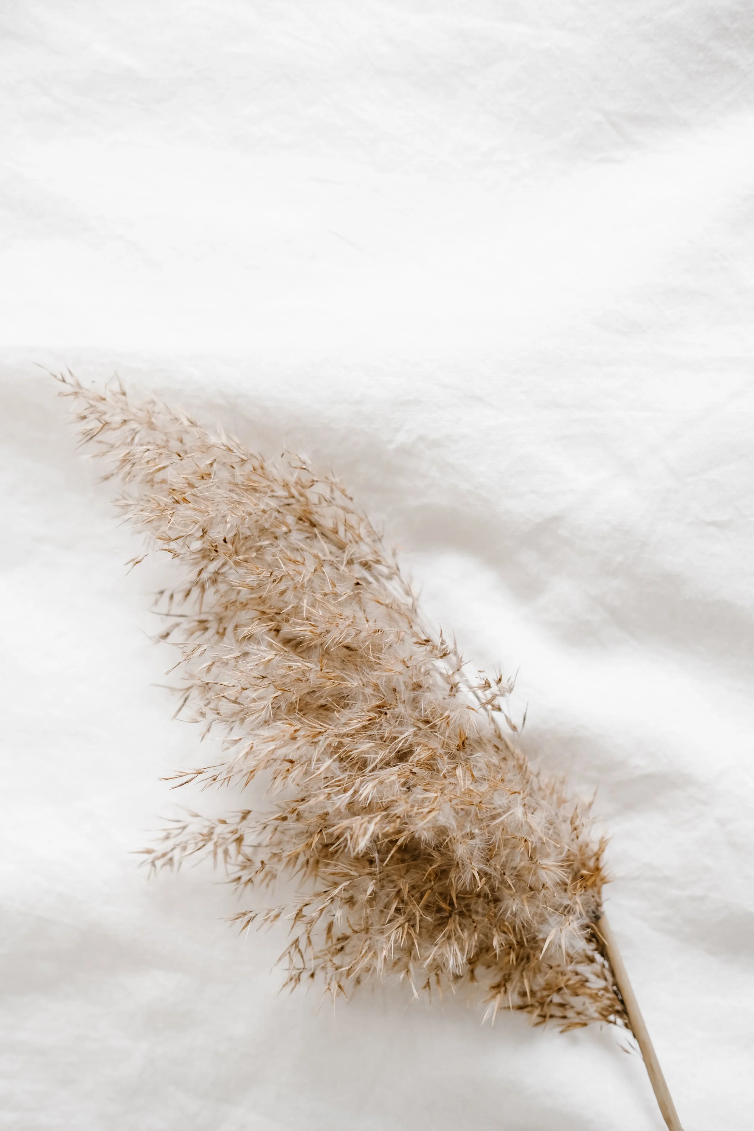 A single dried beige grass or plant stem on a white textured background