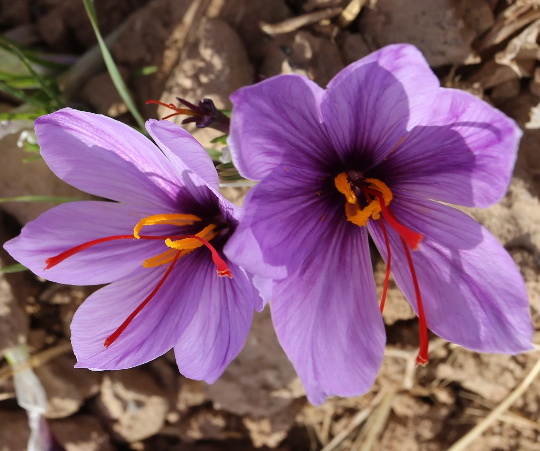 Saffron flowers in Iran