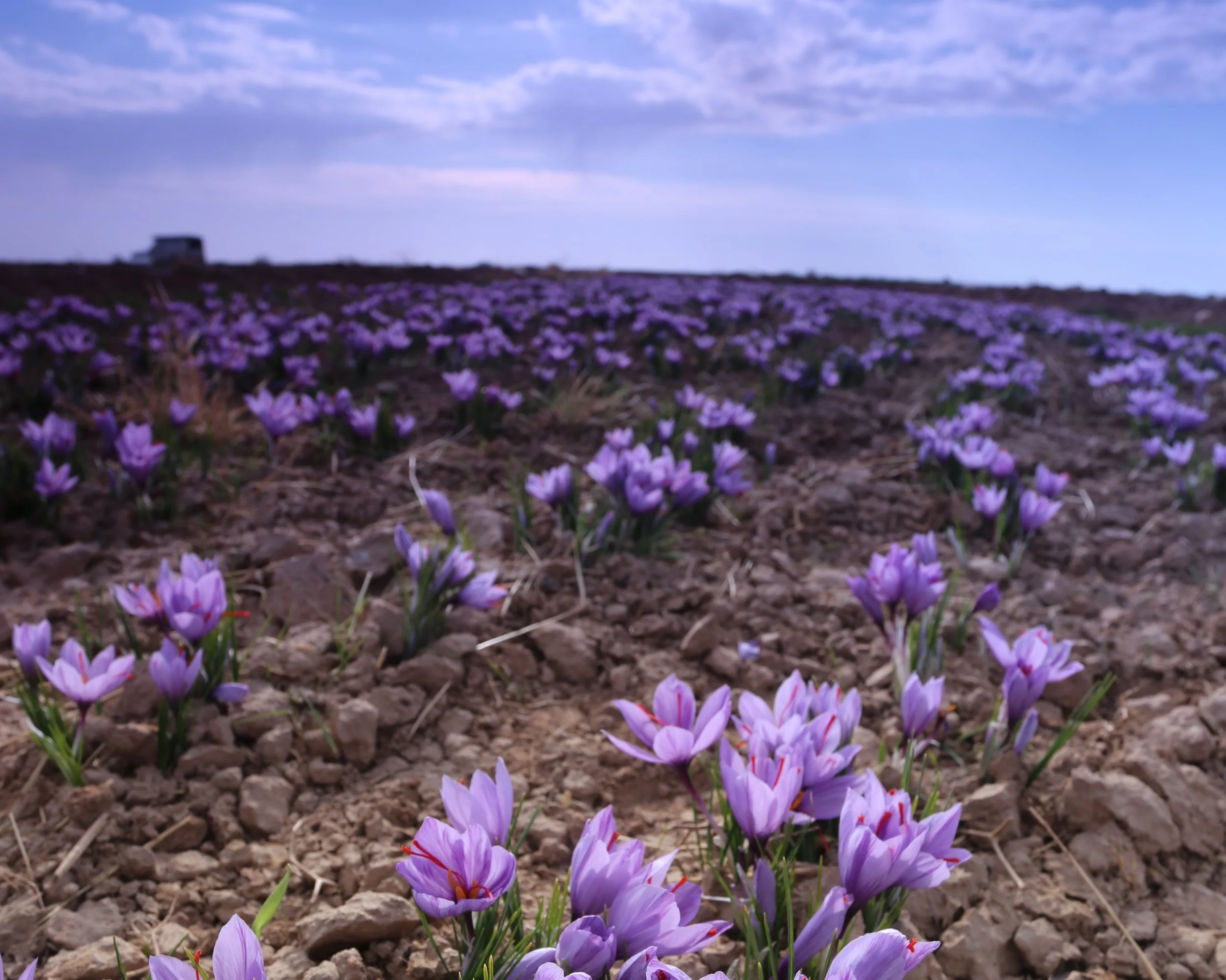 Saffron fields in Iran