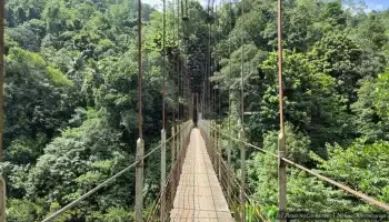 A narrow suspension bridge crossing over a lush green forested area.