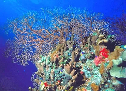 Underwater coral reef with various colorful corals and a large branching coral structure.