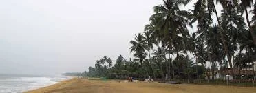 Beach scene with sandy shore, ocean waves, and a row of tall palm trees under an overcast sky.