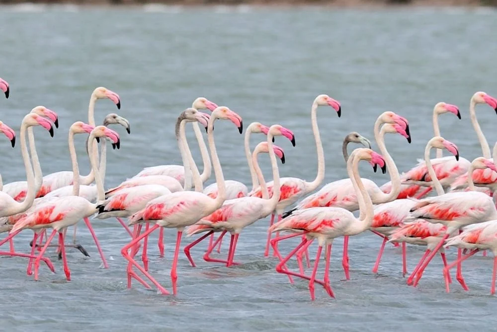 A flock of pink flamingos wading in water.