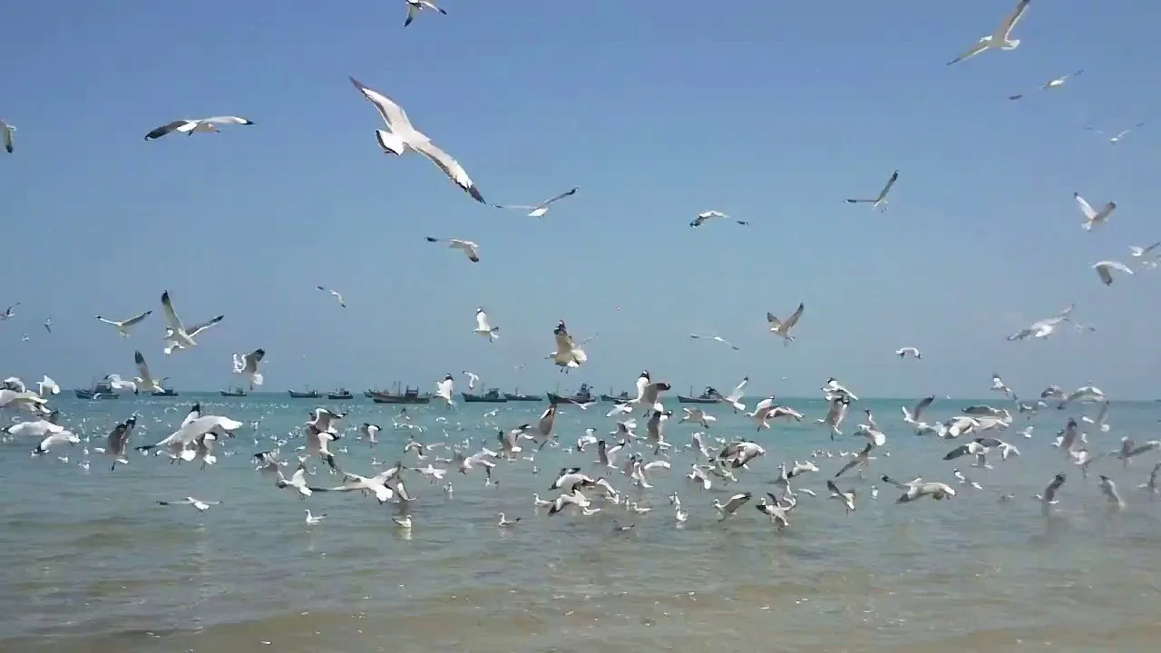 Seagulls flying over the ocean near a pier with boats in the distance on a clear day.
