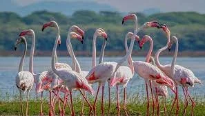 Group of flamingos standing by a waterbody with a scenic background.