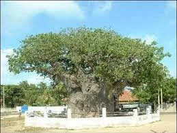 A large, old tree with thick branches surrounded by a low white fence in an open area with a clear blue sky.