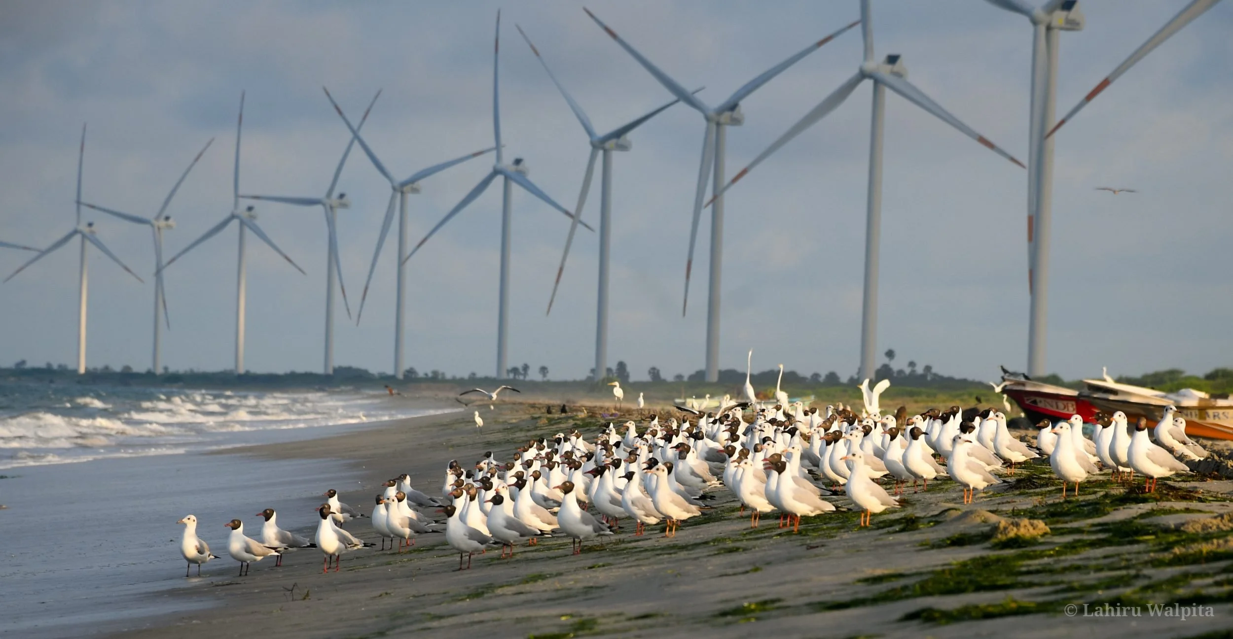 Seagulls on a beach with wind turbines in the background and cloudy sky.