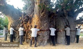 Group of people standing in a circle hugging a large, ancient tree.