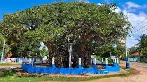 Large, leafy tree surrounded by a blue-painted concrete border in a park or public space.