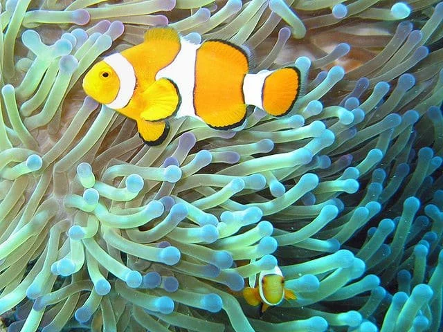 A clownfish swimming among sea anemone tentacles underwater.