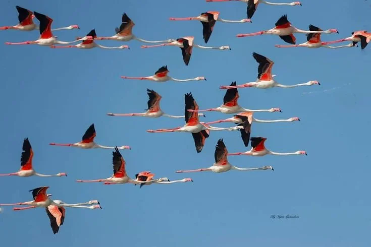 A flock of flamingos flying in clear blue sky