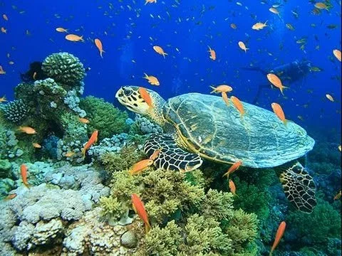 gulf-of-mannar-marine-national-park-www.media4news.com_.jpg