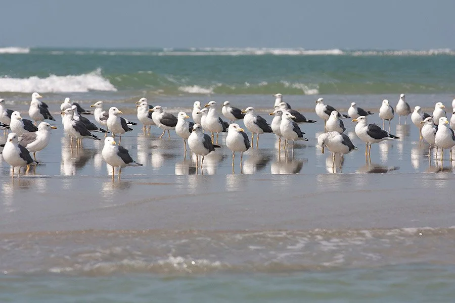 Group of seagulls standing on wet sand at the beach near the ocean with waves in the background.