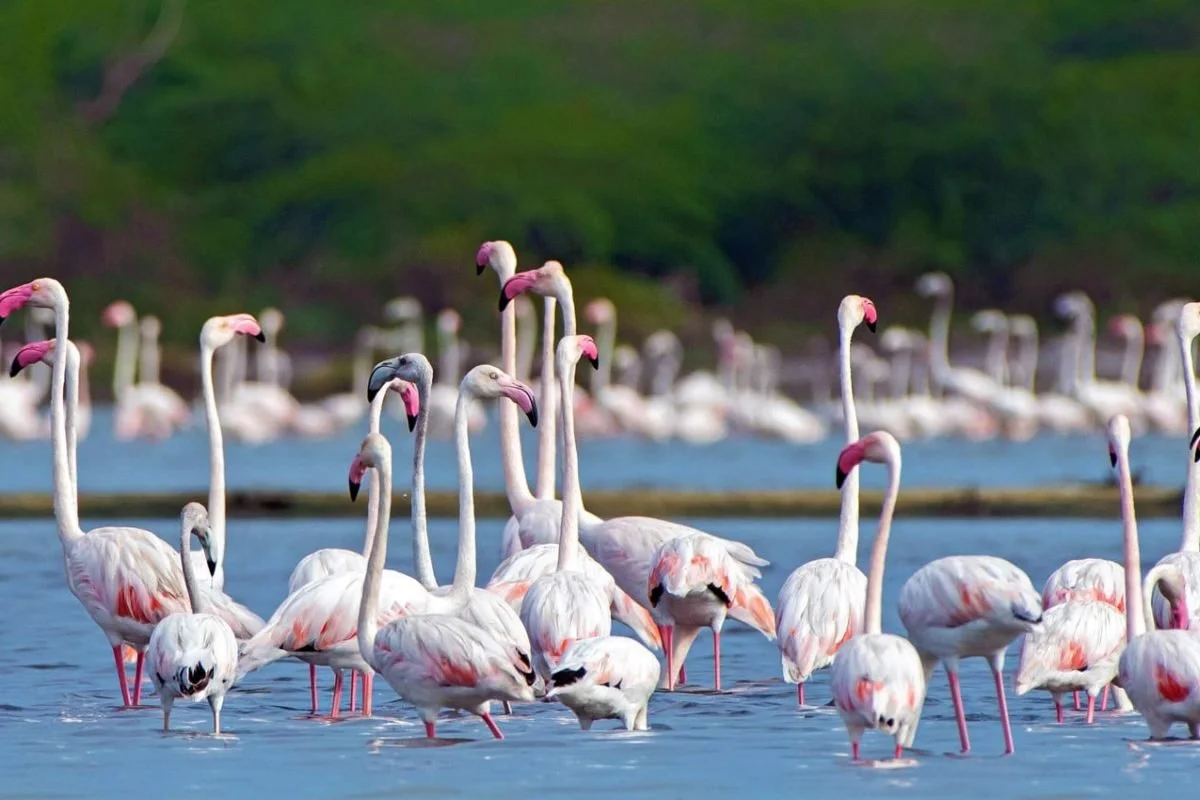 A large group of flamingos standing and wading in a body of water with a green, forested landscape in the background.