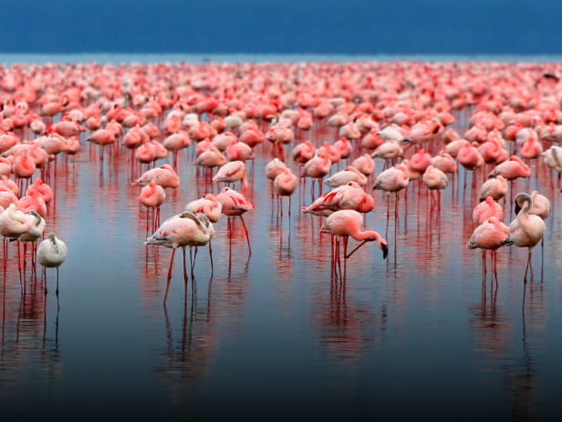 A large flock of pink flamingos standing in shallow water with a distant blue sky and water in the background.