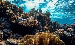 Underwater coral reef with various coral formations and clear blue water