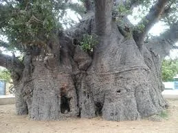A large, old tree with thick, textured trunk and wide branches.