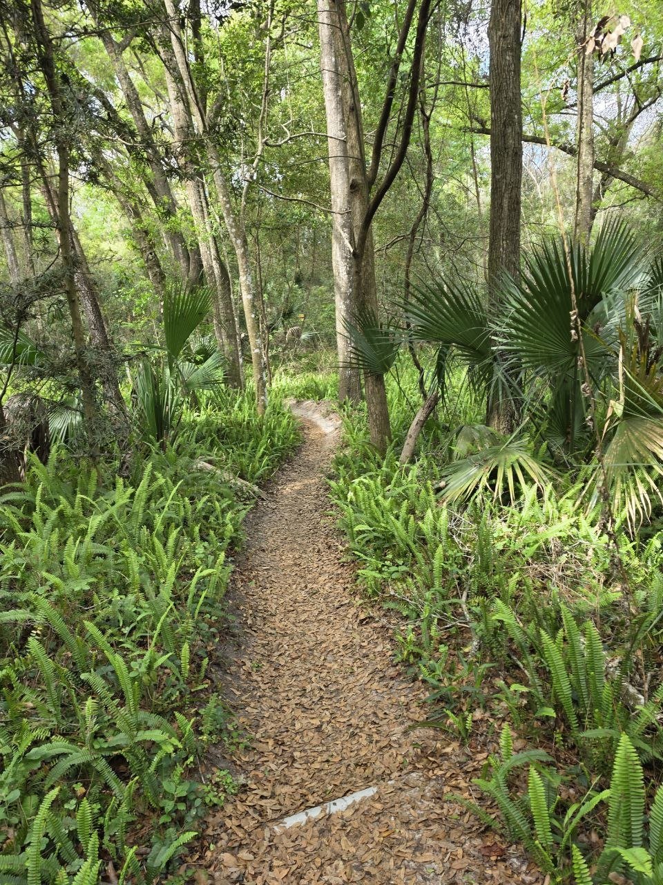 A narrow dirt trail surrounded by lush green plants and tall trees in a dense forest.