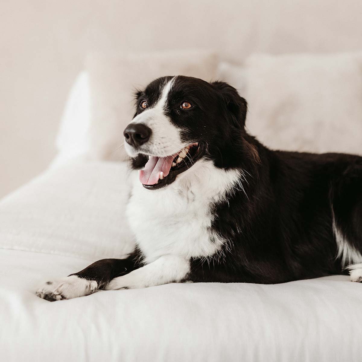 8-year-old border collie named Lantus
