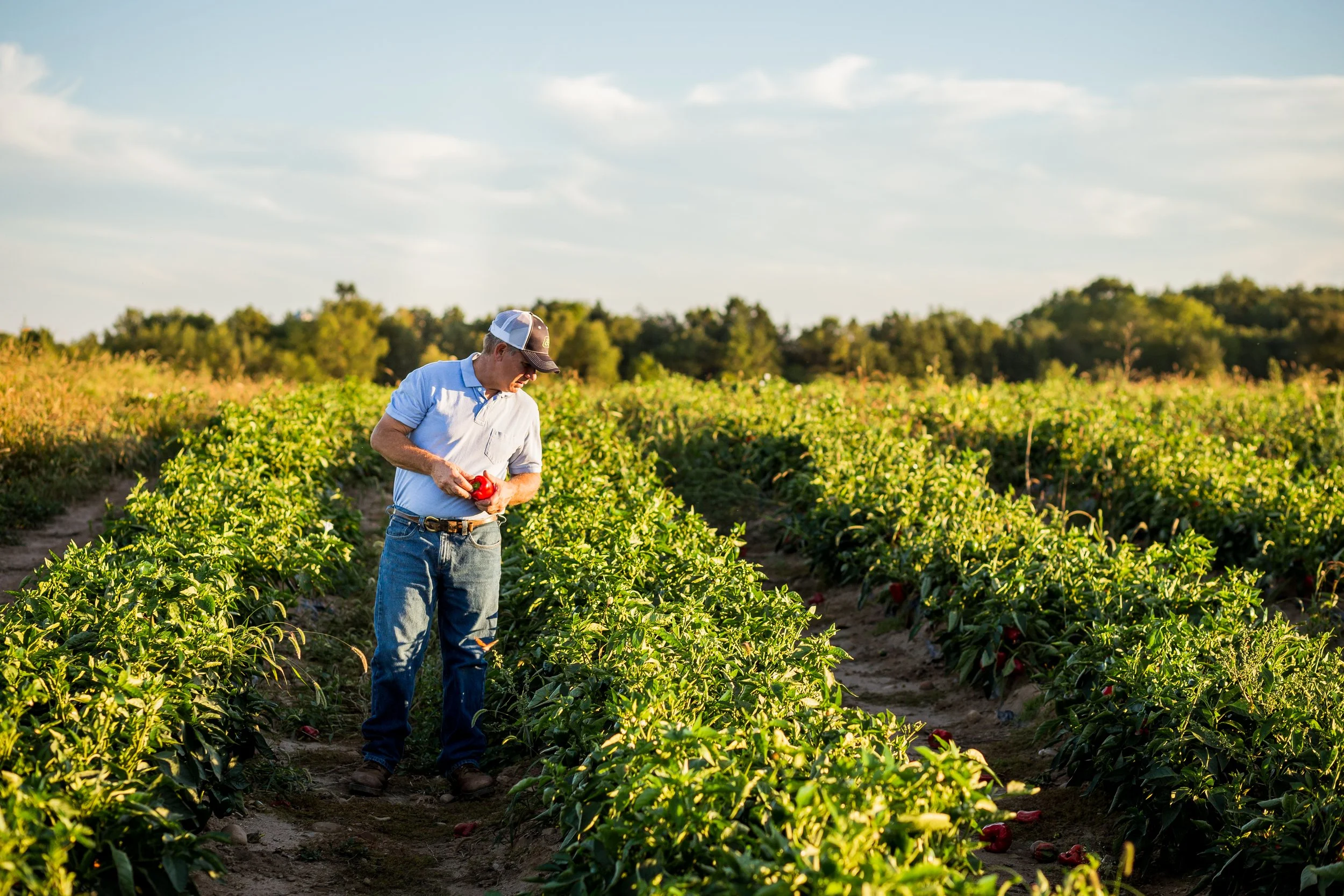A man in a light blue shirt and jeans picking red peppers in a lush farm with green rows of plants and a blue sky with clouds in the background.