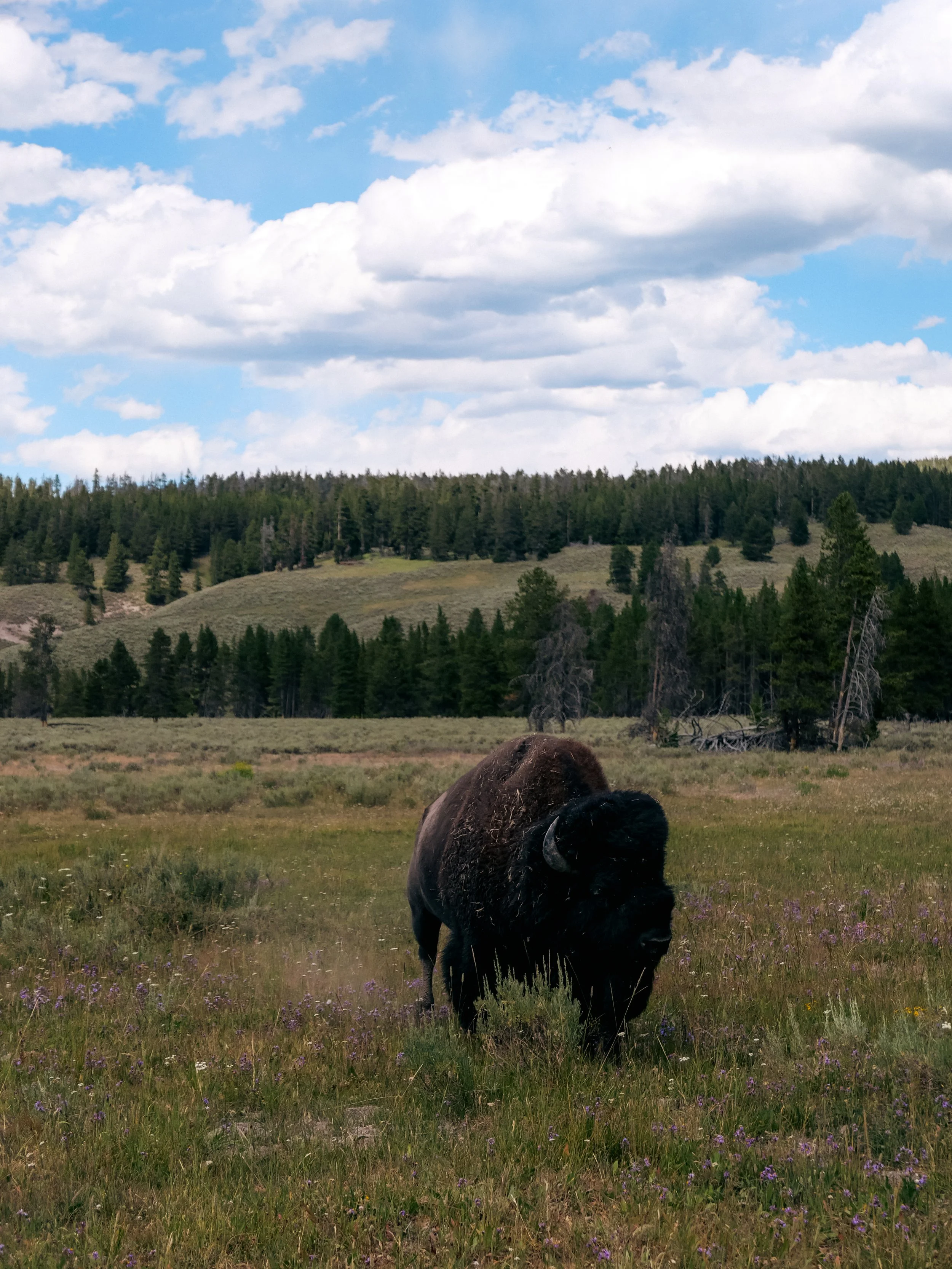 Yellowstone National Park, Wyoming
