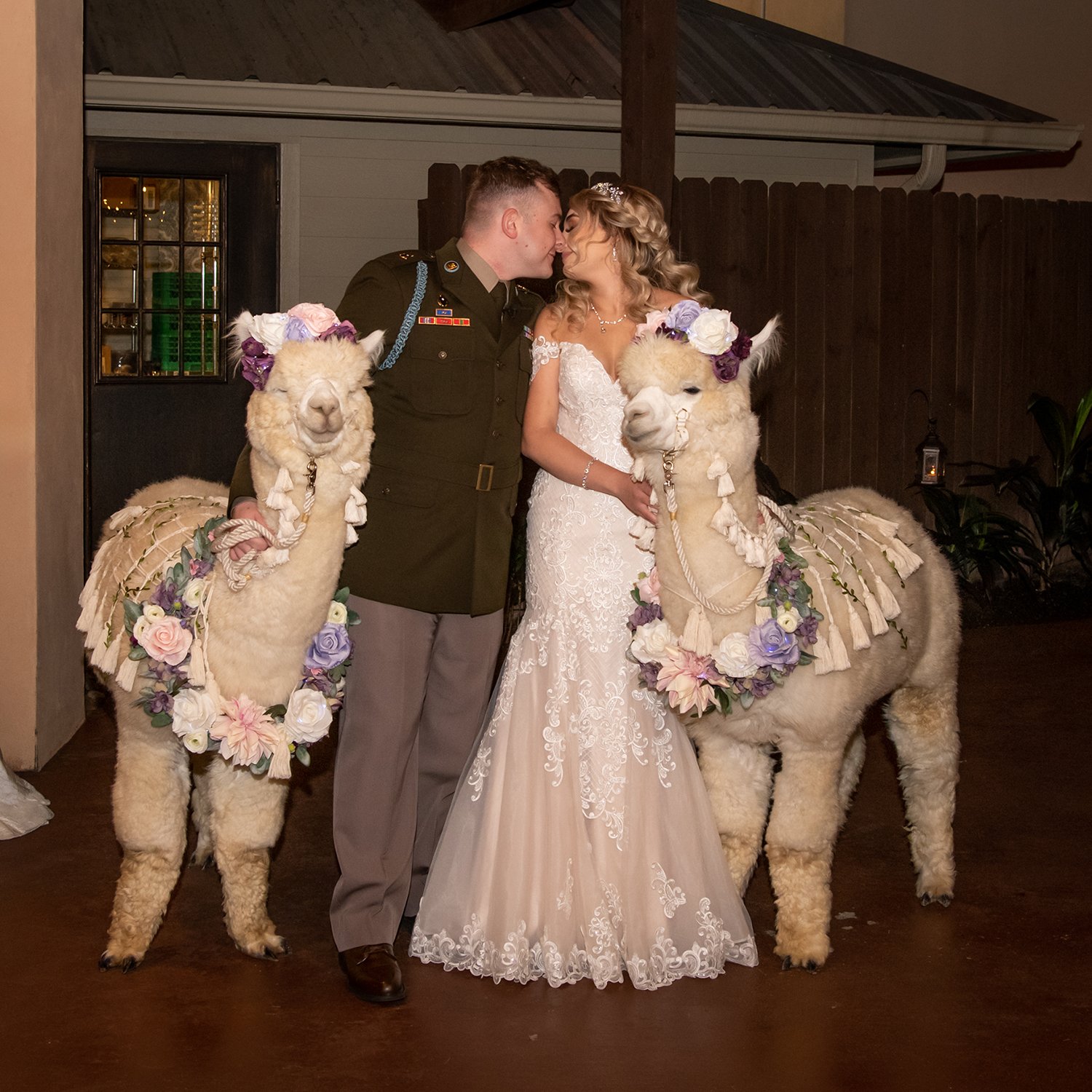 A bride and groom stand close together with their foreheads touching, kissing at a wedding. The bride is wearing a white lace wedding gown, and the groom is dressed in a military uniform. They are flanked by two alpacas adorned with floral arrangemen