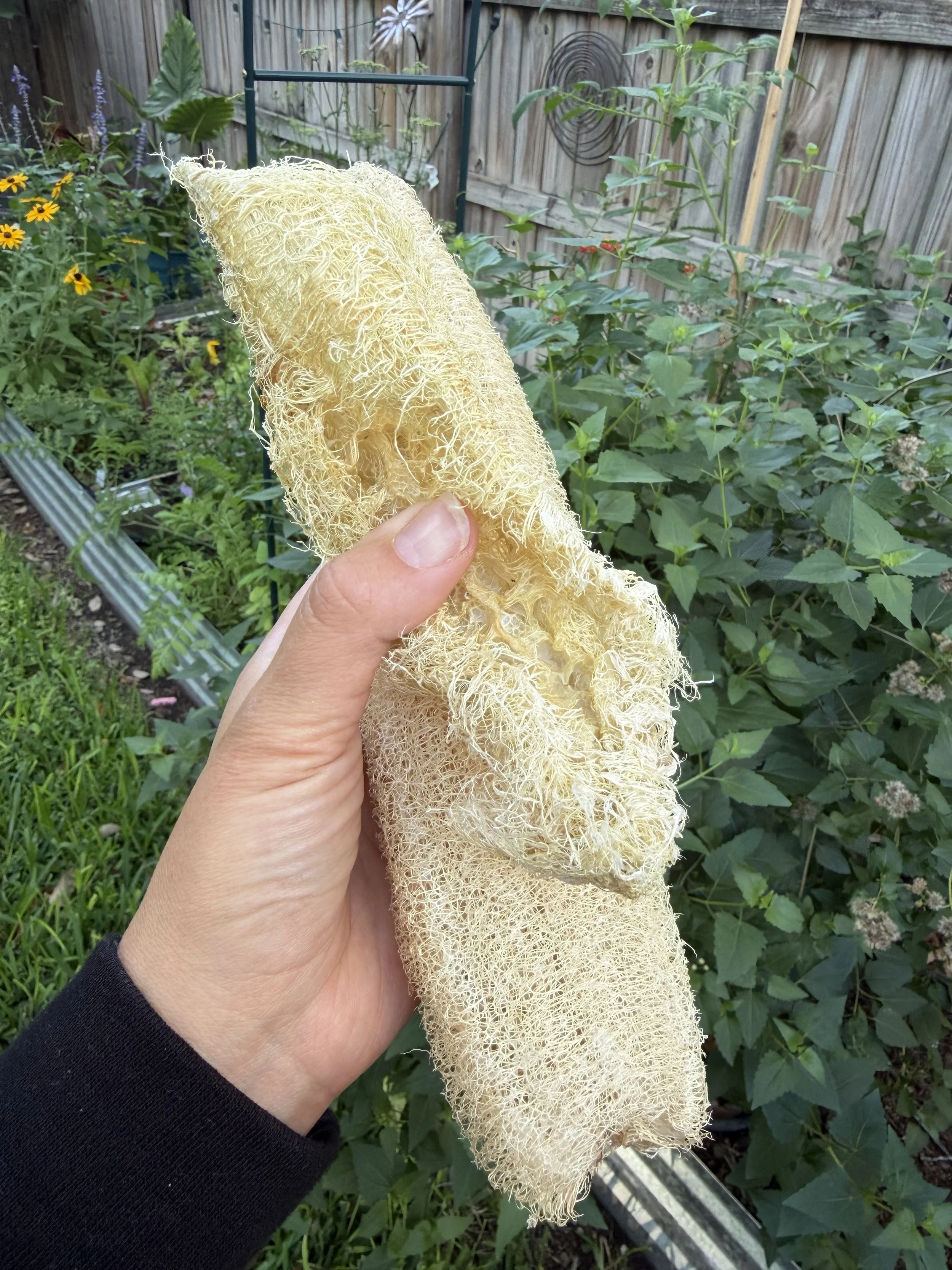 Loofah Garden.jpg