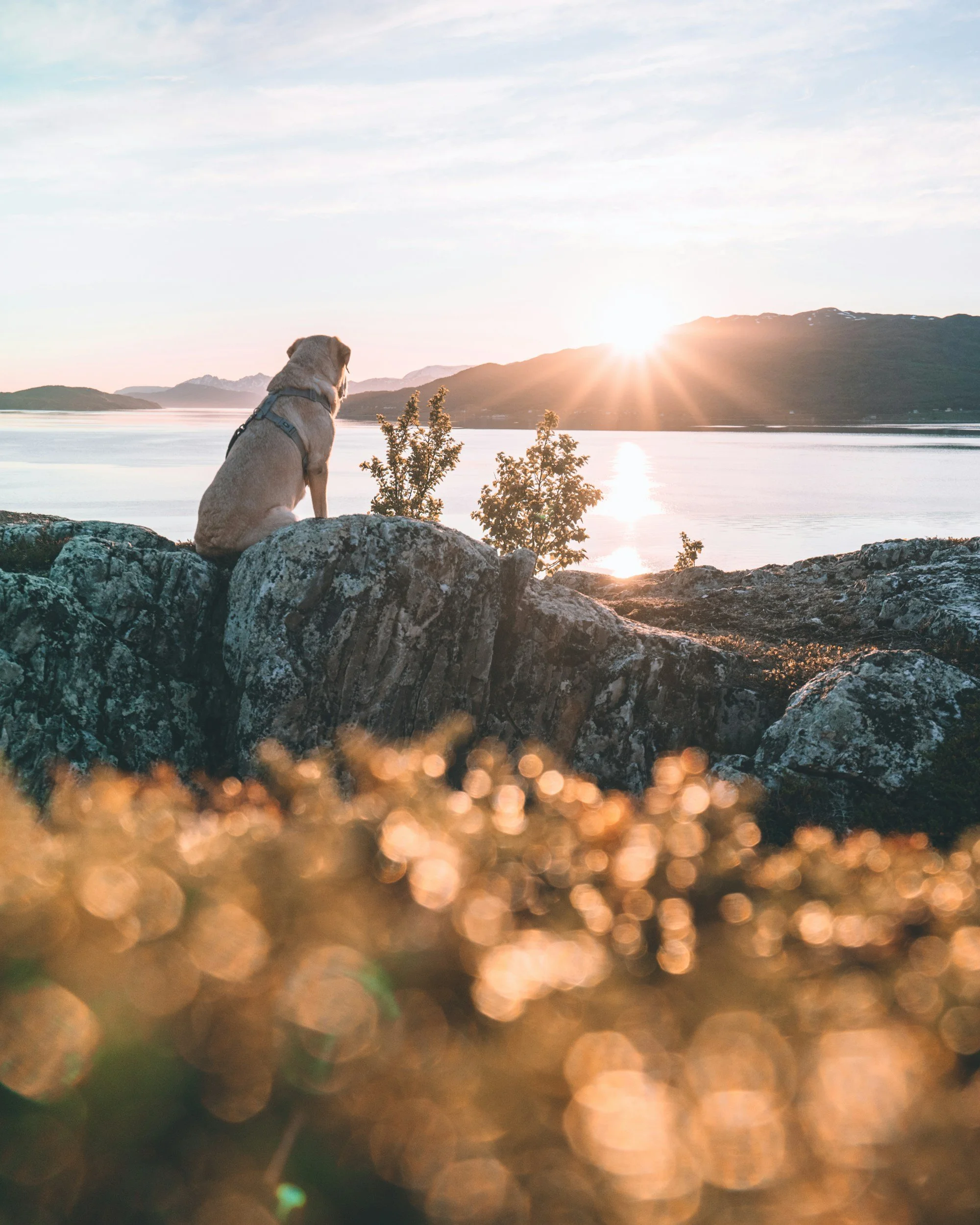 Dog resting peacefully on rocks overlooking the water at sunrise.