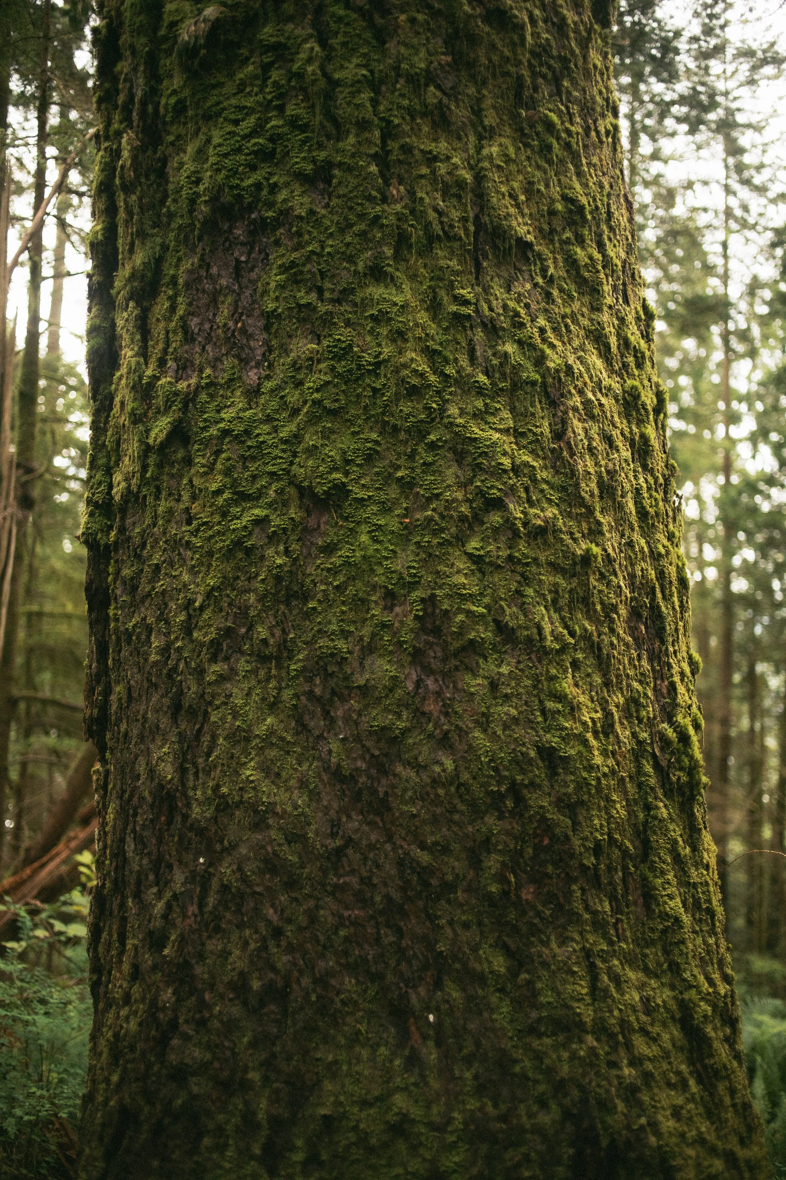 Close-up of a moss-covered tree trunk in a forest with blurred trees in the background.