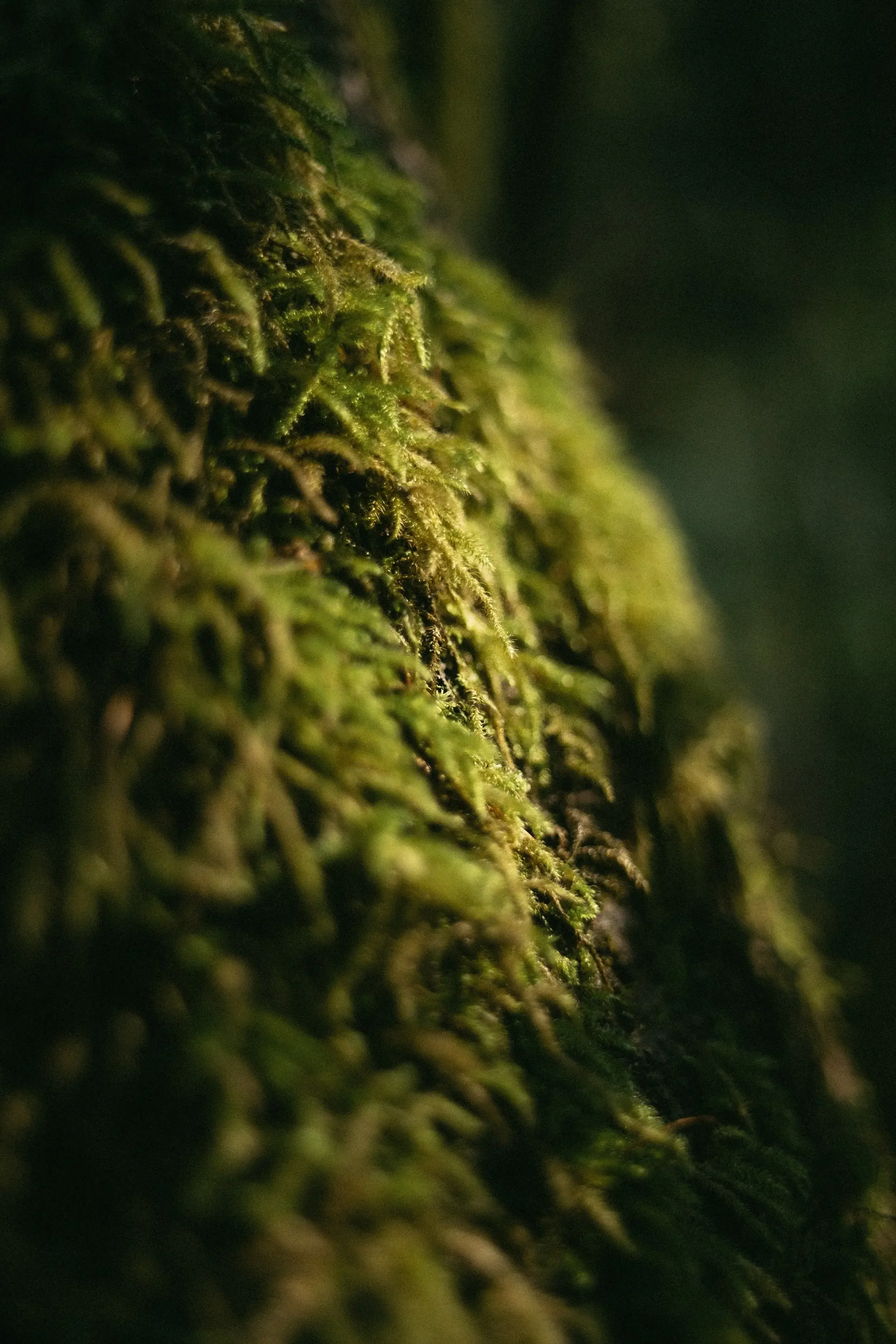 Close-up of a moss-covered tree trunk in a dark, natural setting.