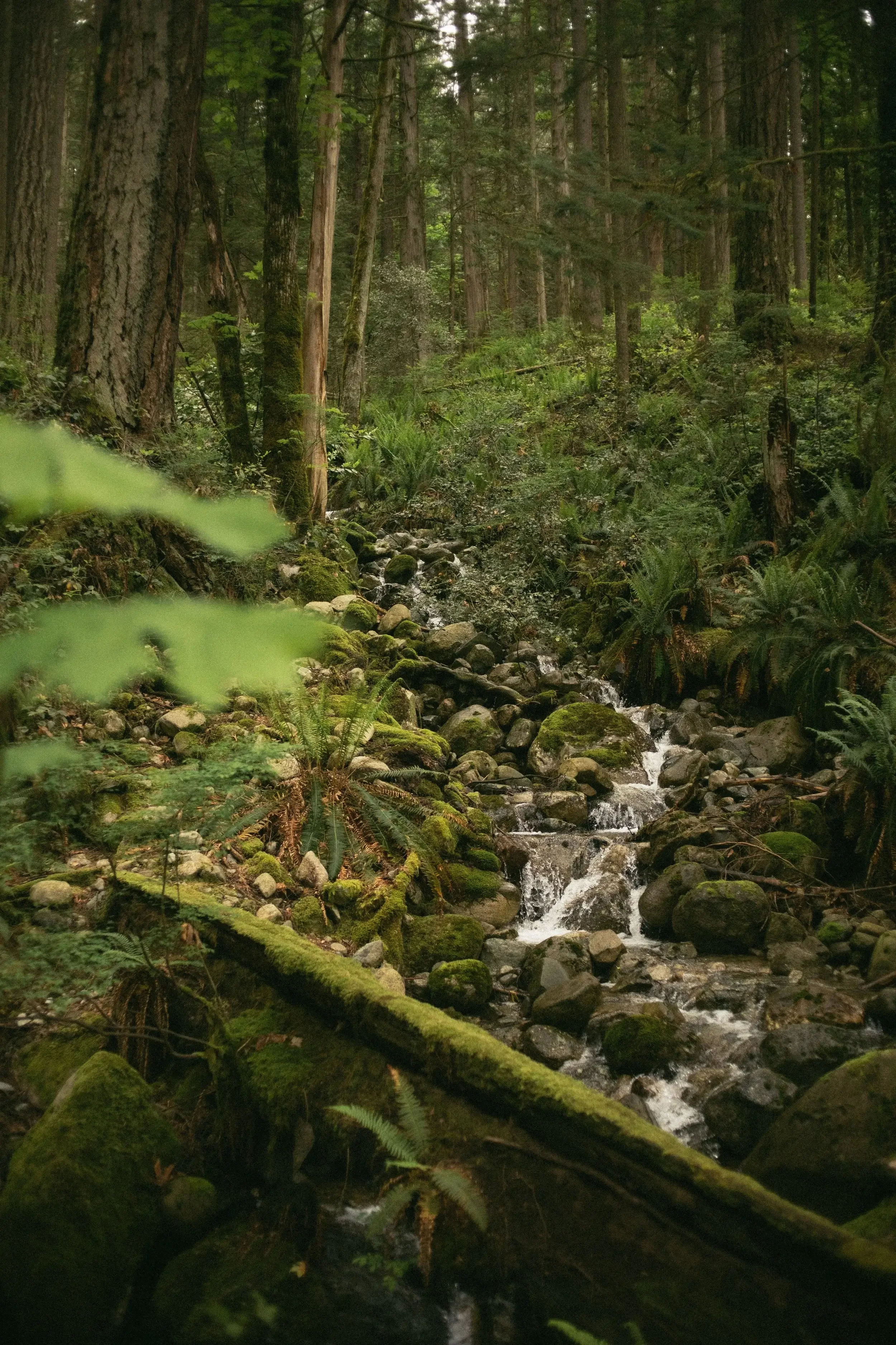 A lush green forest with tall trees, moss-covered logs, and a small flowing creek surrounded by rocks and ferns.