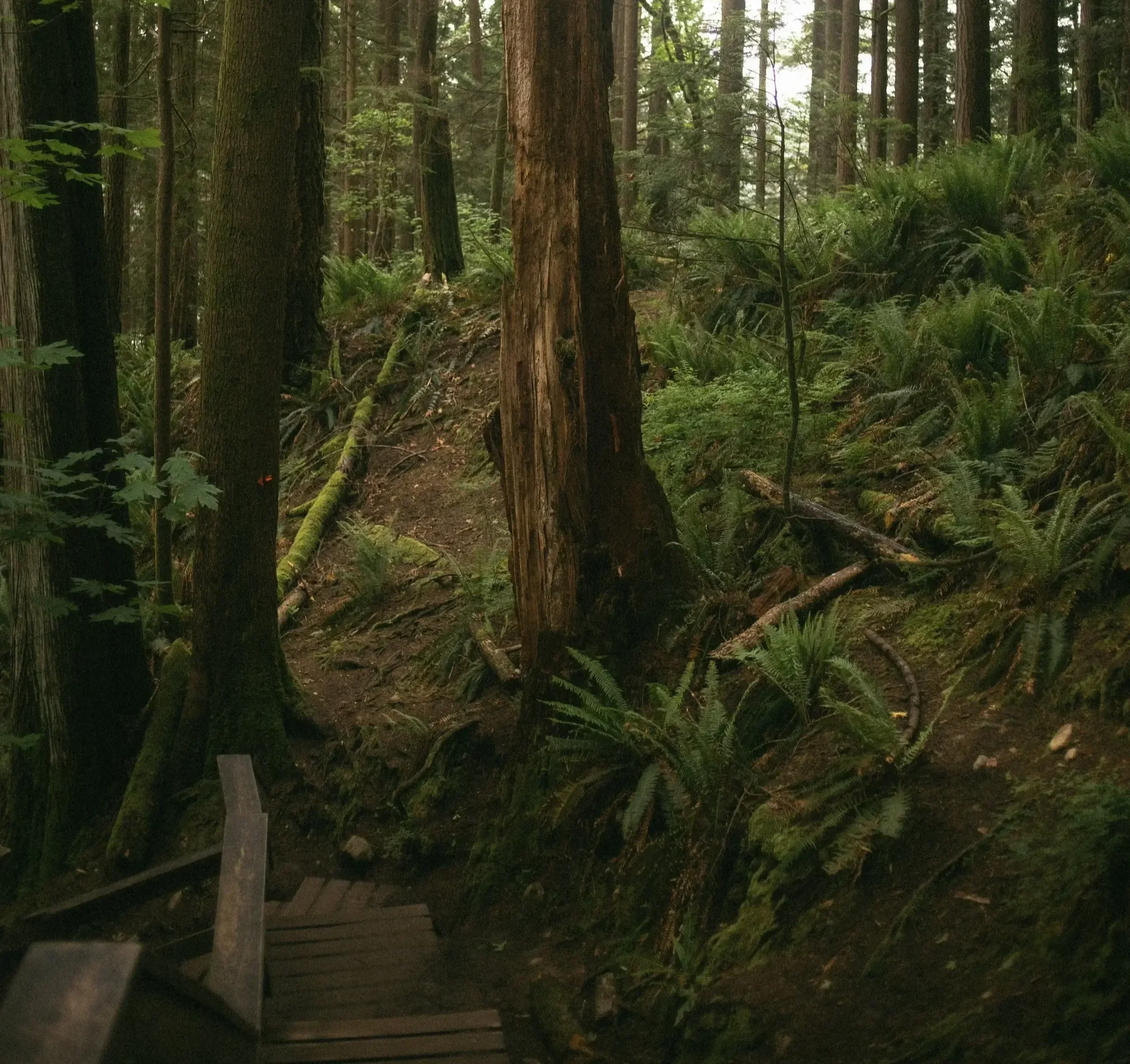 A wooded forest with tall trees, green ferns, and a dirt path. A wooden railing is visible in the foreground.