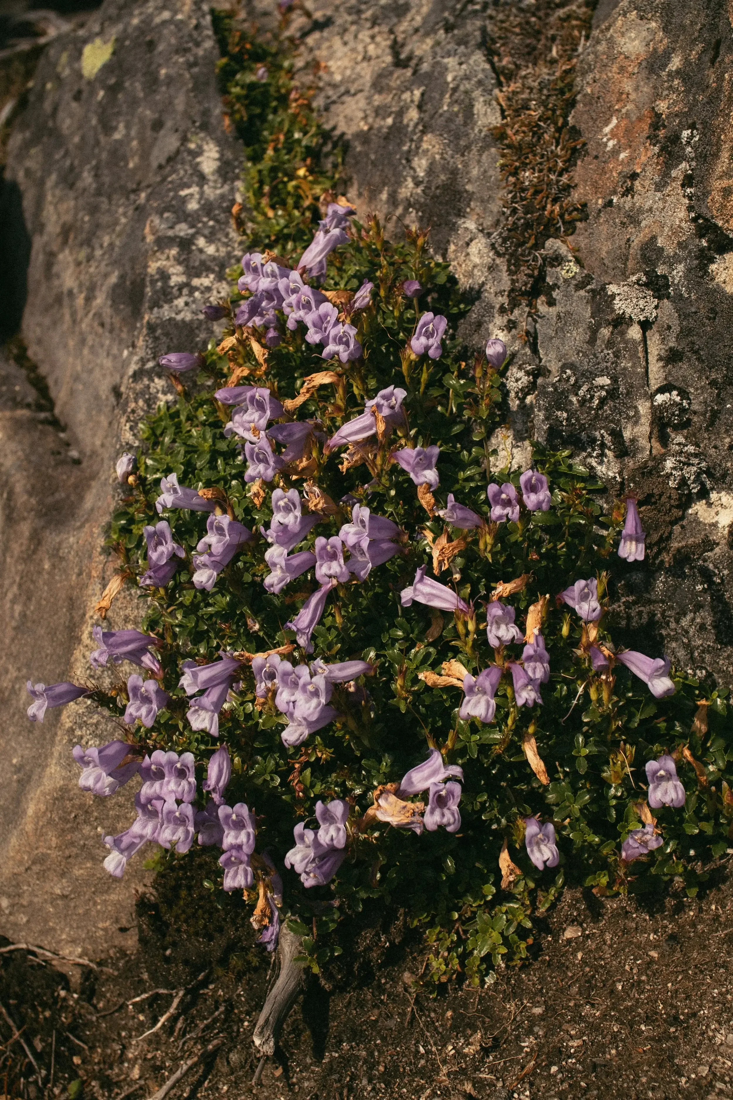 Purple flowers growing in soil next to a stone surface.