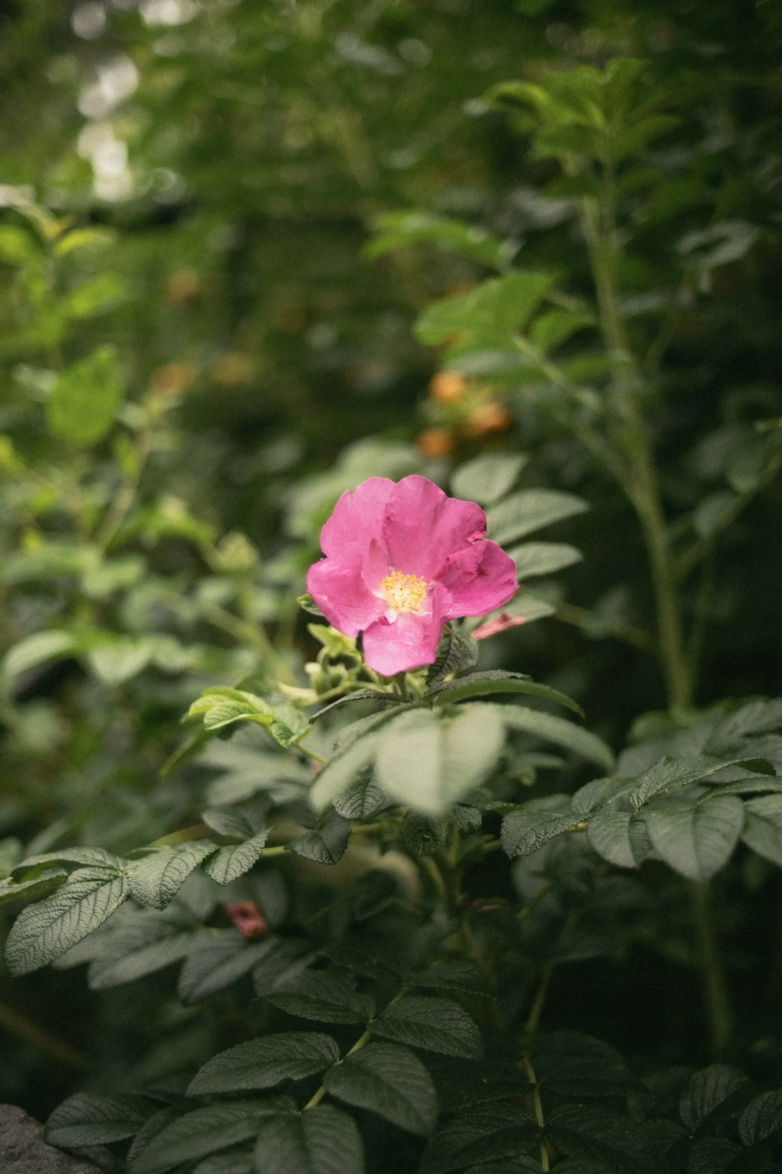 A pink flower with yellow center amid green foliage.