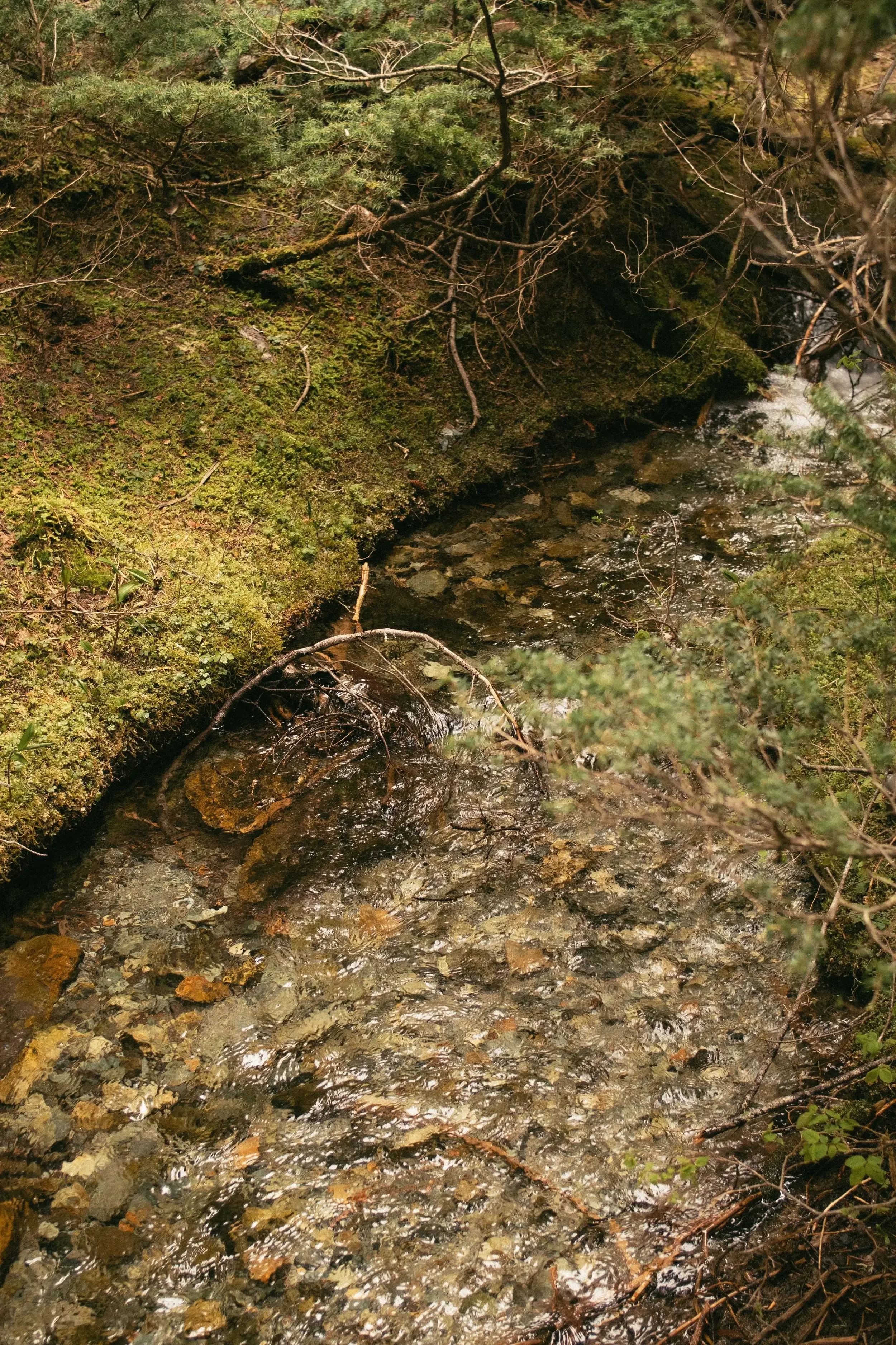 A small creek flowing through a forested area with moss-covered rocks, fallen branches, and green foliage.