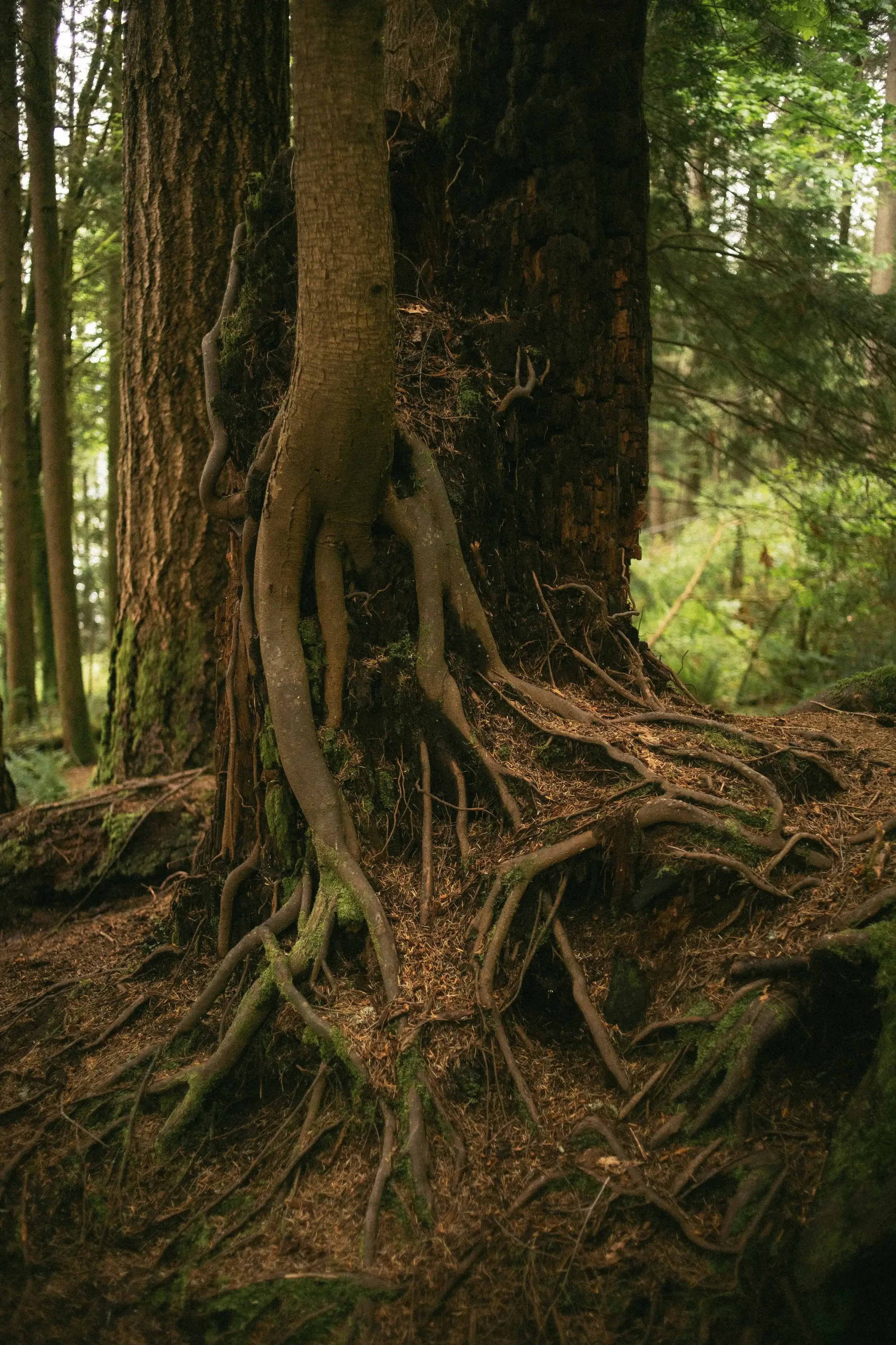 Close-up of a tree trunk with exposed roots in a forest setting, surrounded by other trees and green foliage.