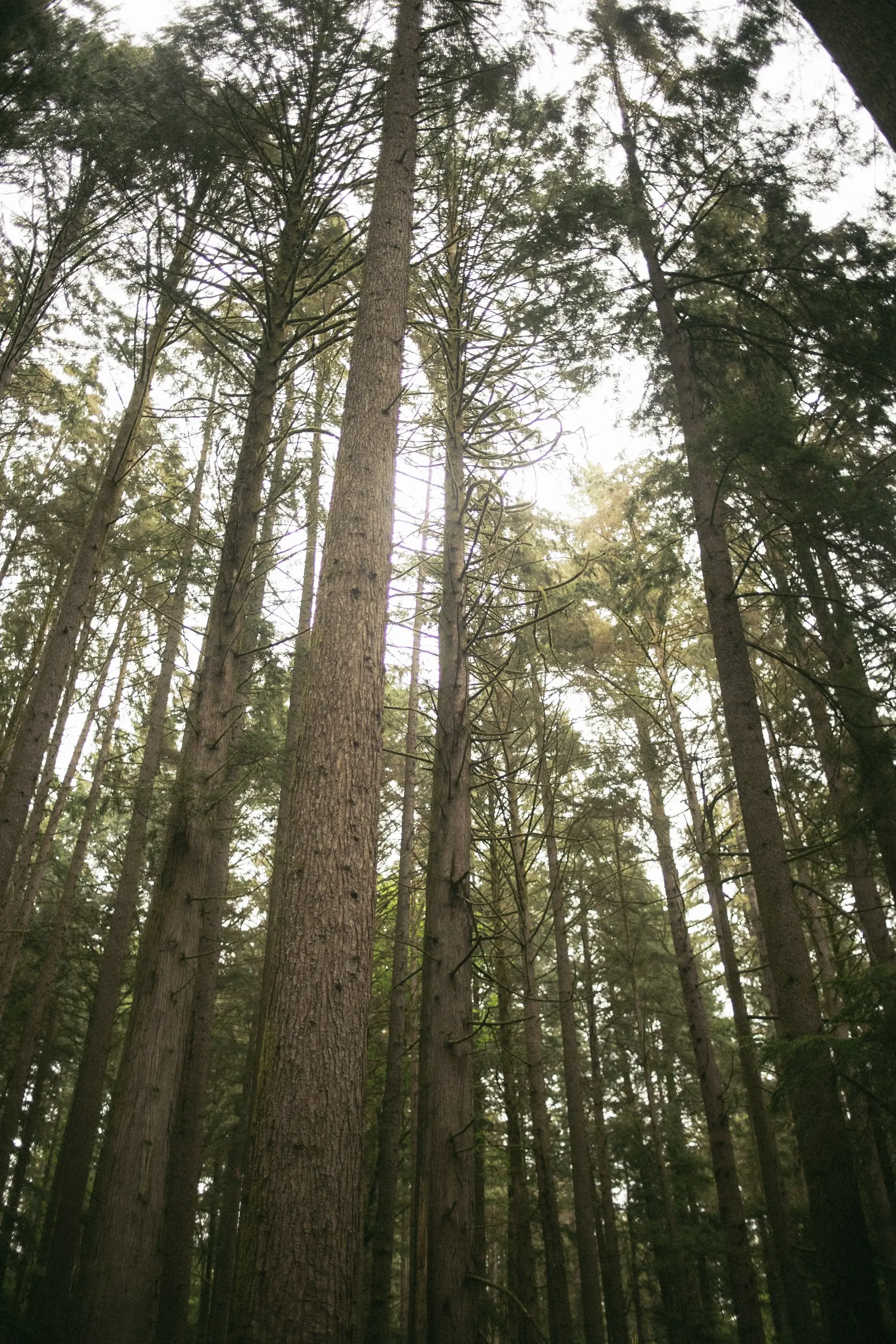 Tall pine trees in a dense forest with sunlight filtering through the branches.