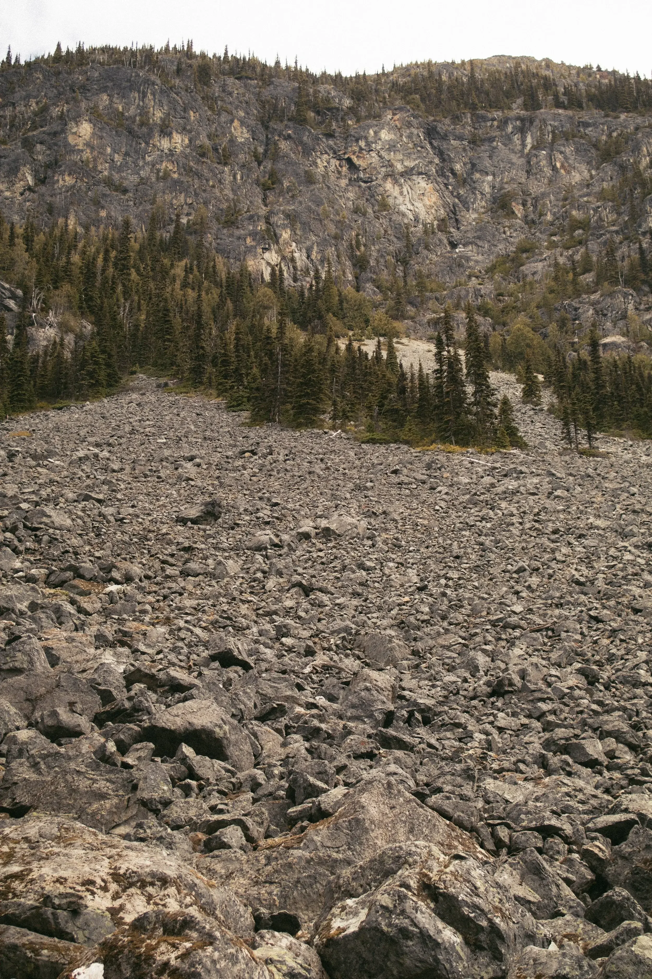A rocky landscape with a mountain slope covered in dense evergreen trees, with a sky in the background.