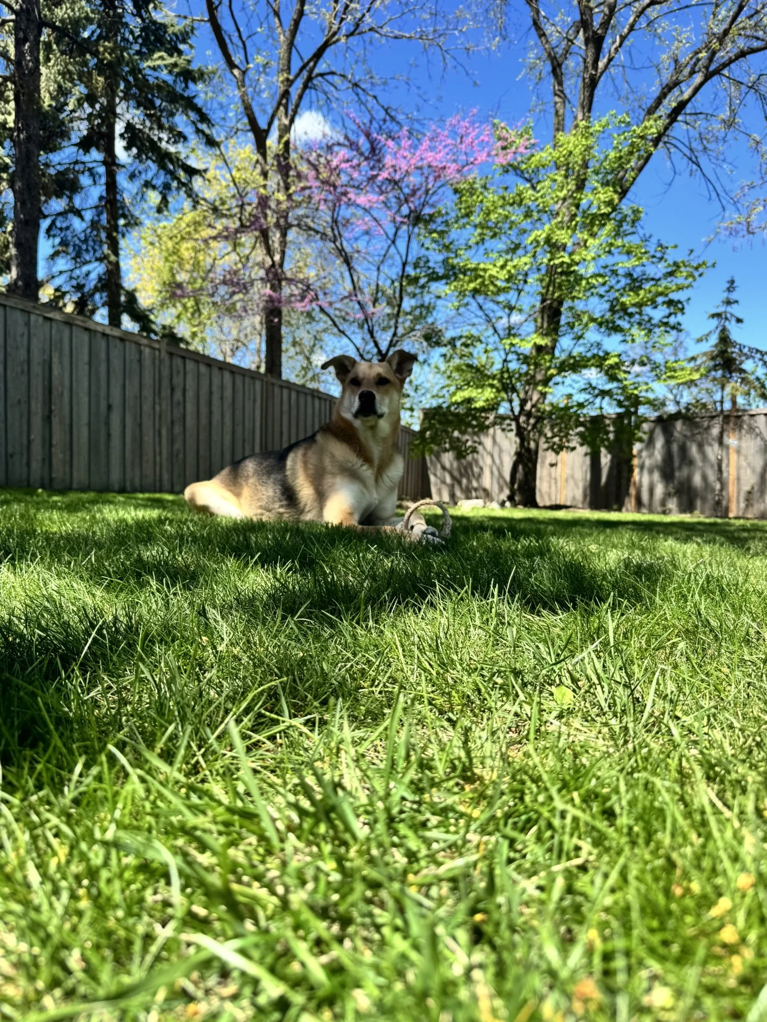 A dog lying on green grass in a backyard with trees and a wooden fence, under a clear blue sky with some pink and green foliage.