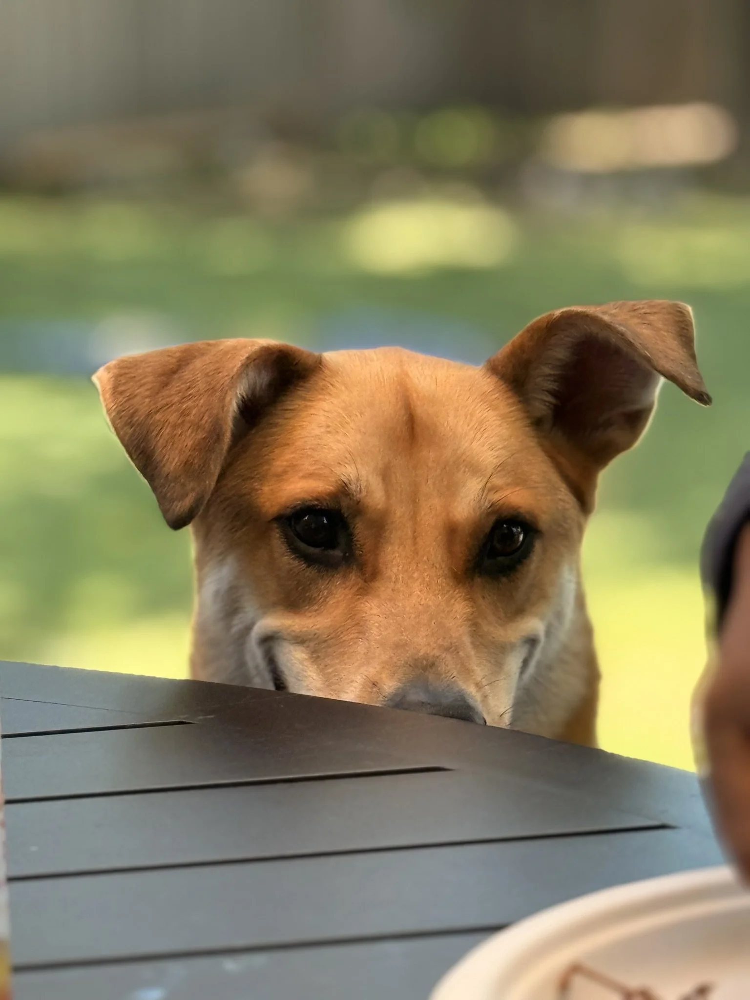 A close-up of a brown dog with pointy ears looking over a table with a blurred background.