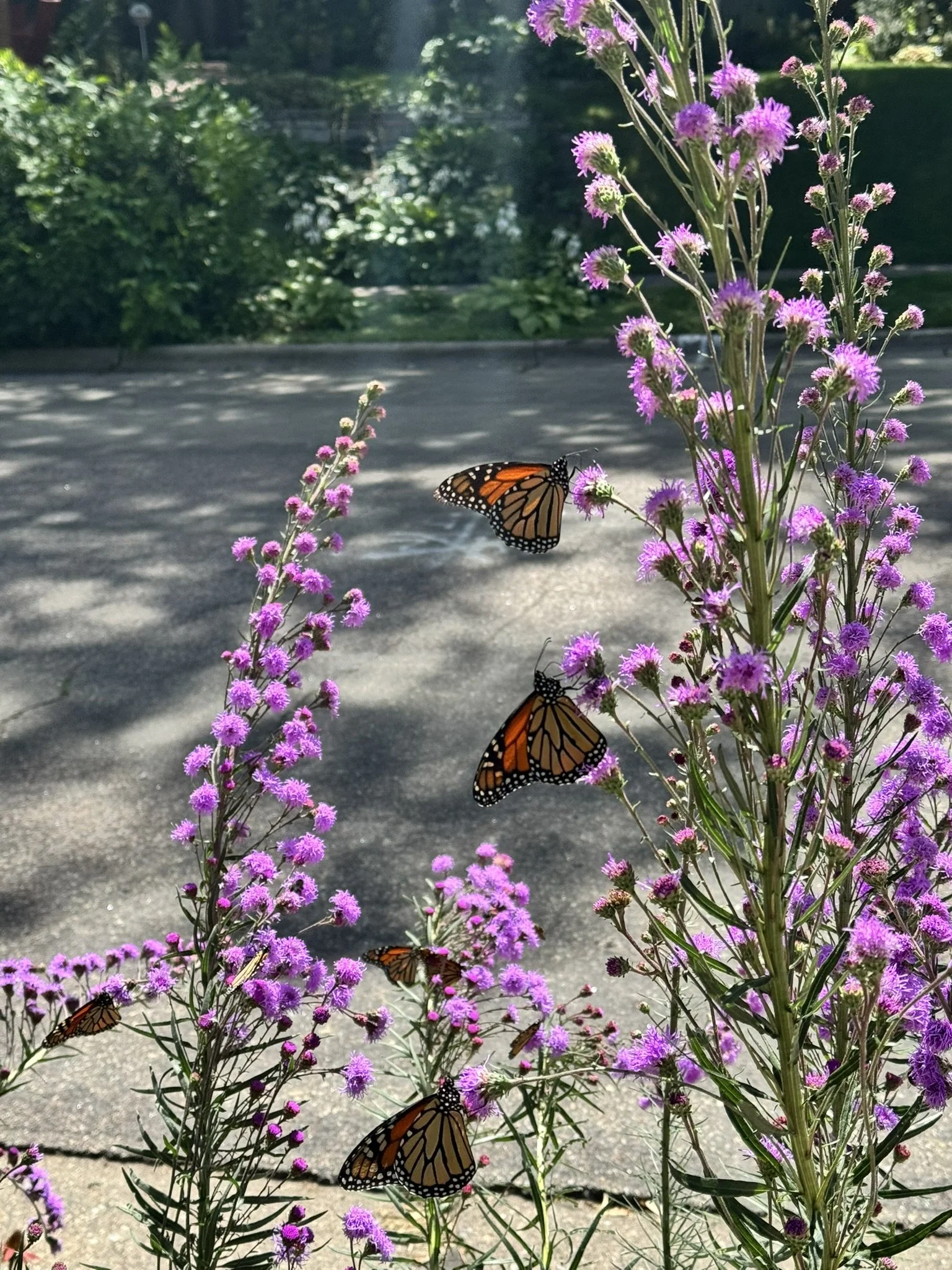Purple flowers with orange and black monarch butterflies on a sunny sidewalk in a garden.