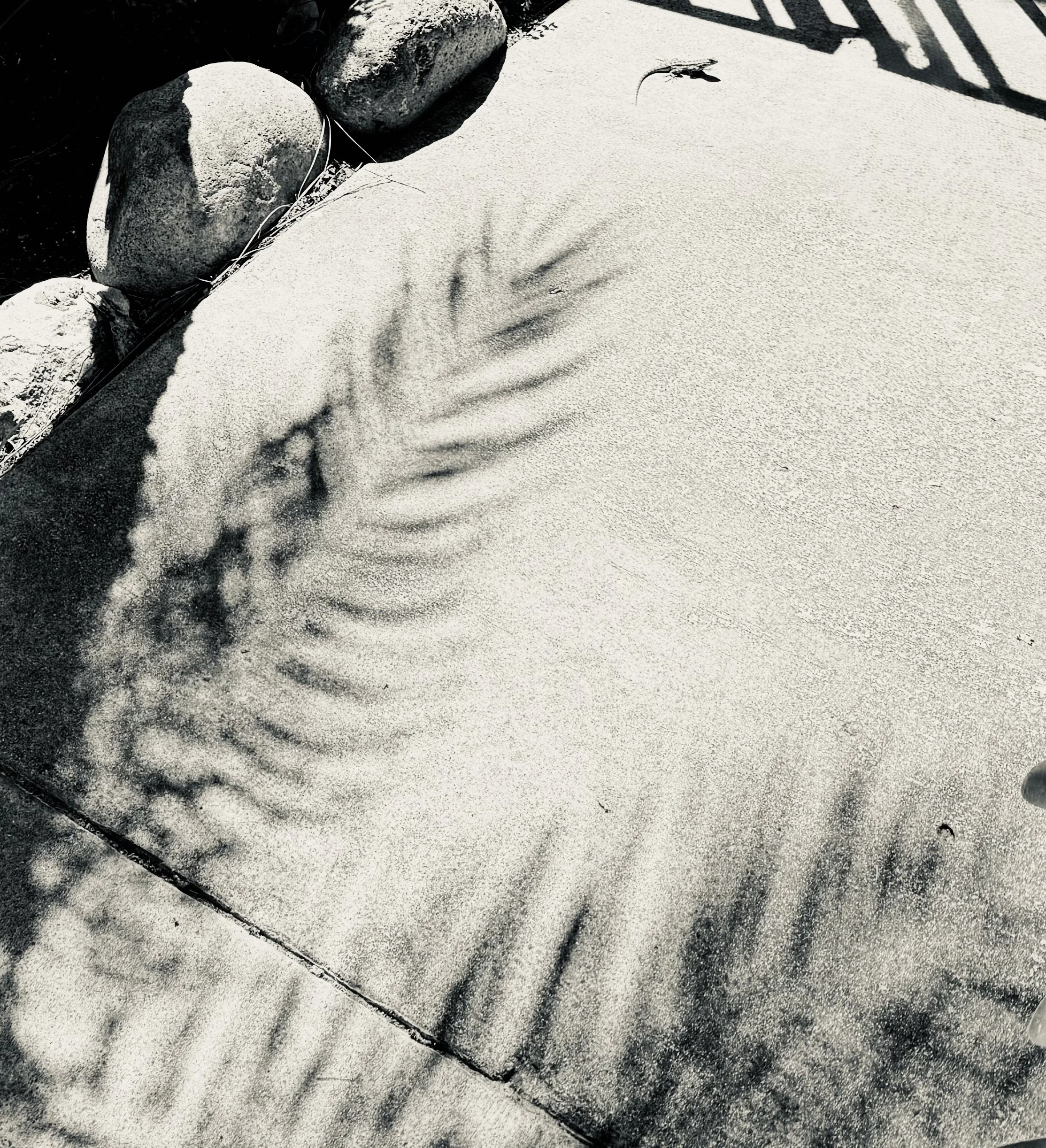 Palm shadow study with small lizard crossing a sunlit concrete walkway in Southern California.
