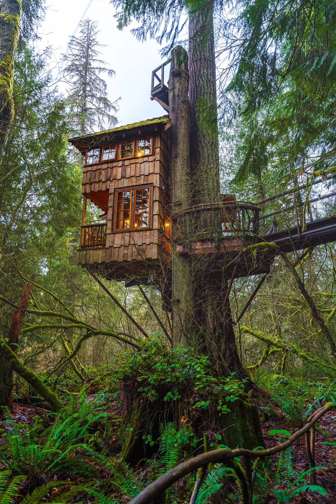 A treehouse built into a large tree in a dense forest with lush green foliage, moss, and fern plants on the forest floor, illuminated by soft natural light.
