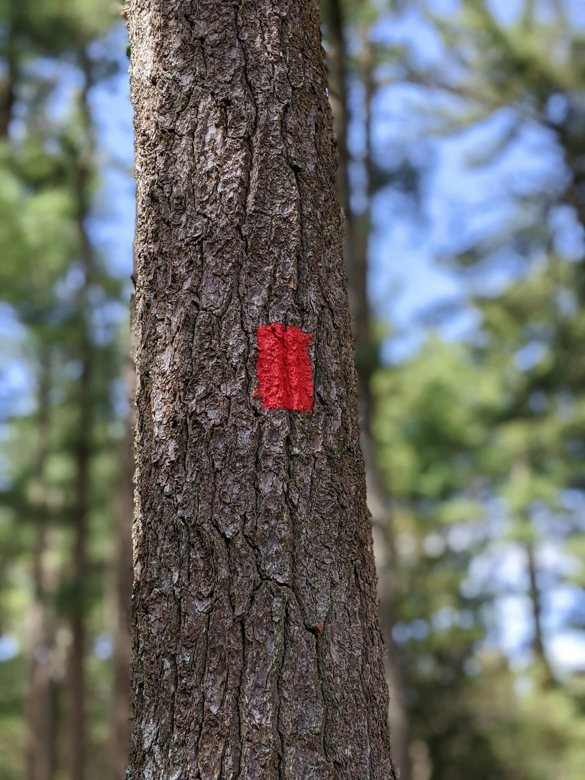Close-up of a tree trunk with rough brown bark and a red painted mark in a forest with blurred trees and blue sky in the background.