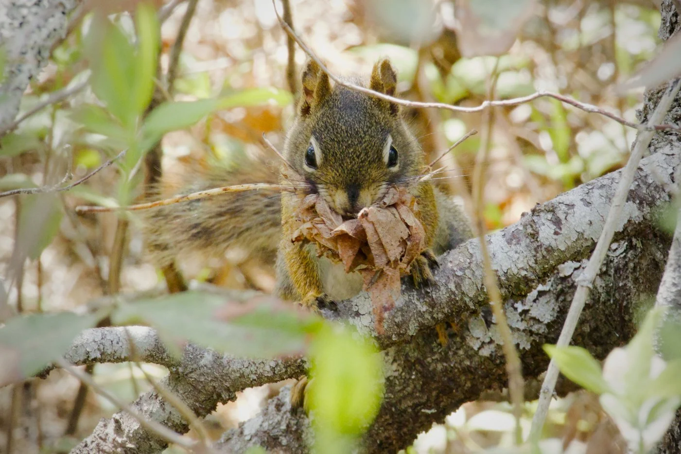 Red squirrel nesting
