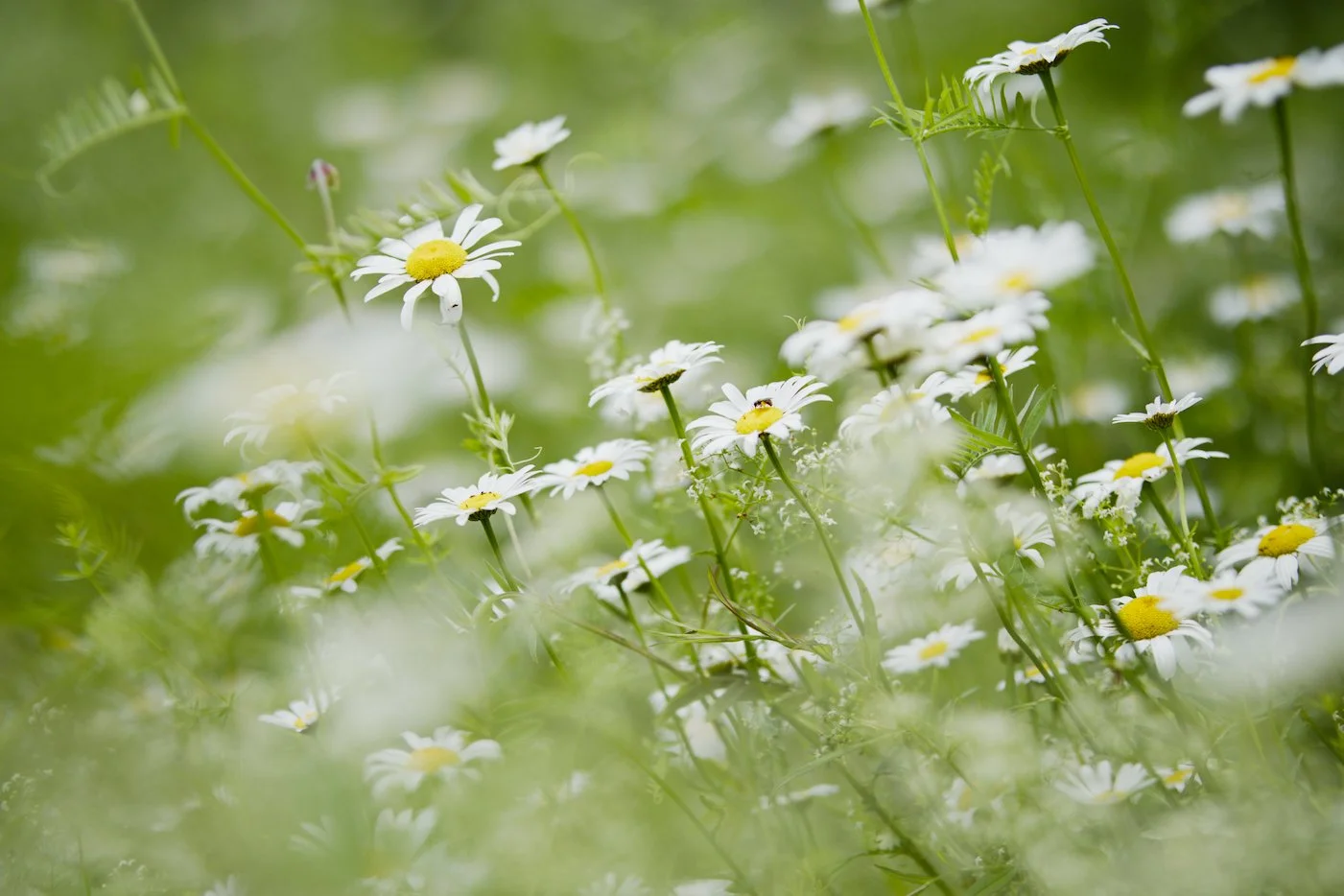 Field of daisies