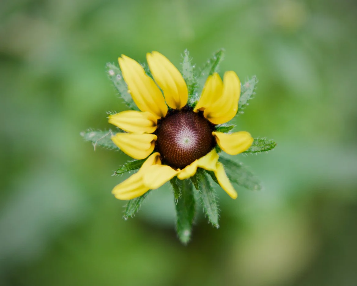 Flower opening for the day