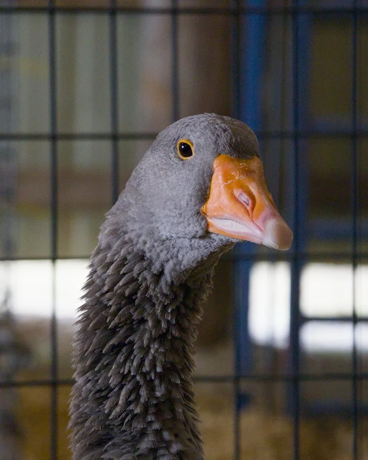 Goose portrait