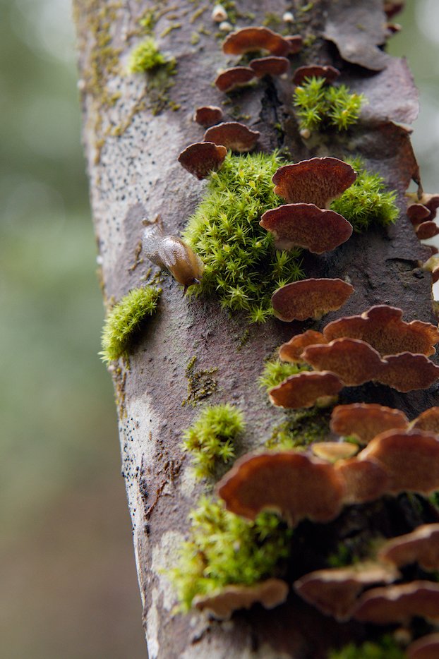 Slug adventuring among mushrooms